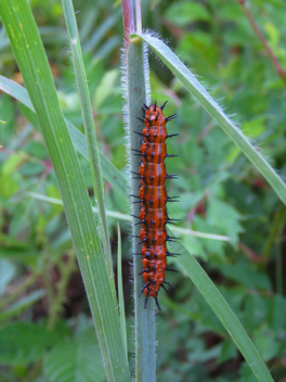 Gulf Fritillary caterpillar